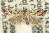  (Holocola sp. ANIC48 - 11ANIC-12711)  @14 [ ] CreativeCommons - Attribution (2011) ANIC/CBG Photography Group Centre for Biodiversity Genomics