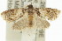  ( - 11ANIC-12726)  @13 [ ] CreativeCommons - Attribution (2011) ANIC/CBG Photography Group Centre for Biodiversity Genomics
