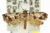  ( - 11ANIC-12745)  @14 [ ] CreativeCommons - Attribution (2011) ANIC/CBG Photography Group Centre for Biodiversity Genomics