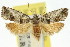  ( - 11ANIC-12747)  @13 [ ] CreativeCommons - Attribution (2011) ANIC/CBG Photography Group Centre for Biodiversity Genomics