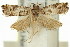  ( - 11ANIC-12749)  @11 [ ] CreativeCommons - Attribution (2011) ANIC/CBG Photography Group Centre for Biodiversity Genomics