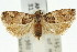  ( - 11ANIC-12751)  @11 [ ] CreativeCommons - Attribution (2011) ANIC/CBG Photography Group Centre for Biodiversity Genomics