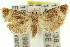  ( - 11ANIC-12831)  @13 [ ] CreativeCommons - Attribution (2011) ANIC/CBG Photography Group Centre for Biodiversity Genomics