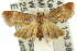  ( - 11ANIC-12832)  @13 [ ] CreativeCommons - Attribution (2011) ANIC/CBG Photography Group Centre for Biodiversity Genomics