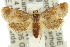  (Cryptophlebia rutilescens - 11ANIC-12833)  @14 [ ] CreativeCommons - Attribution (2011) ANIC/CBG Photography Group Centre for Biodiversity Genomics