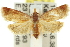  ( - 11ANIC-12835)  @13 [ ] CreativeCommons - Attribution (2011) ANIC/CBG Photography Group Centre for Biodiversity Genomics