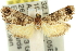  ( - 11ANIC-12837)  @13 [ ] CreativeCommons - Attribution (2011) ANIC/CBG Photography Group Centre for Biodiversity Genomics