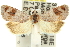  ( - 11ANIC-12843)  @12 [ ] CreativeCommons - Attribution (2011) ANIC/CBG Photography Group Centre for Biodiversity Genomics