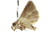  ( - 11ANIC-12844)  @12 [ ] CreativeCommons - Attribution (2011) ANIC/CBG Photography Group Centre for Biodiversity Genomics