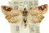  ( - 11ANIC-12845)  @13 [ ] CreativeCommons - Attribution (2011) ANIC/CBG Photography Group Centre for Biodiversity Genomics