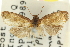  ( - 11ANIC-12856)  @11 [ ] CreativeCommons - Attribution (2011) ANIC/CBG Photography Group Centre for Biodiversity Genomics