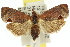  ( - 11ANIC-12864)  @14 [ ] CreativeCommons - Attribution (2011) ANIC/CBG Photography Group Centre for Biodiversity Genomics