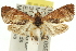  ( - 11ANIC-12865)  @13 [ ] CreativeCommons - Attribution (2011) ANIC/CBG Photography Group Centre for Biodiversity Genomics