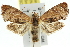  ( - 11ANIC-12866)  @14 [ ] CreativeCommons - Attribution (2011) ANIC/CBG Photography Group Centre for Biodiversity Genomics