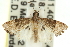  ( - 11ANIC-12869)  @11 [ ] CreativeCommons - Attribution (2011) ANIC/CBG Photography Group Centre for Biodiversity Genomics