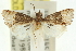  ( - 11ANIC-12870)  @11 [ ] CreativeCommons - Attribution (2011) ANIC/CBG Photography Group Centre for Biodiversity Genomics