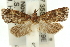  ( - 11ANIC-12871)  @13 [ ] CreativeCommons - Attribution (2011) ANIC/CBG Photography Group Centre for Biodiversity Genomics