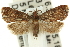  ( - 11ANIC-12874)  @14 [ ] CreativeCommons - Attribution (2011) ANIC/CBG Photography Group Centre for Biodiversity Genomics