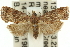  ( - 11ANIC-12875)  @13 [ ] CreativeCommons - Attribution (2011) ANIC/CBG Photography Group Centre for Biodiversity Genomics