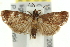  ( - 11ANIC-12876)  @13 [ ] CreativeCommons - Attribution (2011) ANIC/CBG Photography Group Centre for Biodiversity Genomics