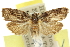 ( - 11ANIC-12878)  @11 [ ] CreativeCommons - Attribution (2011) ANIC/CBG Photography Group Centre for Biodiversity Genomics