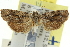  ( - 11ANIC-12879)  @12 [ ] CreativeCommons - Attribution (2011) ANIC/CBG Photography Group Centre for Biodiversity Genomics