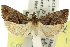  ( - 11ANIC-12880)  @13 [ ] CreativeCommons - Attribution (2011) ANIC/CBG Photography Group Centre for Biodiversity Genomics