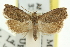  ( - 11ANIC-12883)  @11 [ ] CreativeCommons - Attribution (2011) ANIC/CBG Photography Group Centre for Biodiversity Genomics
