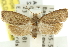  ( - 11ANIC-12884)  @11 [ ] CreativeCommons - Attribution (2011) ANIC/CBG Photography Group Centre for Biodiversity Genomics