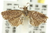  ( - 11ANIC-12895)  @11 [ ] CreativeCommons - Attribution (2011) ANIC/CBG Photography Group Centre for Biodiversity Genomics