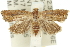  ( - 11ANIC-12902)  @11 [ ] CreativeCommons - Attribution (2011) ANIC/CBG Photography Group Centre for Biodiversity Genomics
