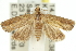  ( - 11ANIC-12903)  @14 [ ] CreativeCommons - Attribution (2011) ANIC/CBG Photography Group Centre for Biodiversity Genomics