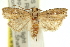  ( - 11ANIC-12905)  @14 [ ] CreativeCommons - Attribution (2011) ANIC/CBG Photography Group Centre for Biodiversity Genomics