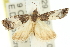  (Eucosma sp. ANIC11 - 11ANIC-12914)  @13 [ ] CreativeCommons - Attribution (2011) ANIC/CBG Photography Group Centre for Biodiversity Genomics
