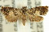  ( - 11ANIC-12925)  @13 [ ] CreativeCommons - Attribution (2011) ANIC/CBG Photography Group Centre for Biodiversity Genomics
