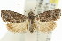  ( - 11ANIC-12927)  @13 [ ] CreativeCommons - Attribution (2011) ANIC/CBG Photography Group Centre for Biodiversity Genomics