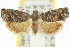  (Eucosma1 atripunctis - 11ANIC-12932)  @14 [ ] CreativeCommons - Attribution (2011) ANIC/CBG Photography Group Centre for Biodiversity Genomics