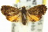  ( - 11ANIC-12948)  @13 [ ] CreativeCommons - Attribution (2011) ANIC/CBG Photography Group Centre for Biodiversity Genomics