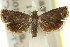  ( - 11ANIC-12954)  @11 [ ] CreativeCommons - Attribution (2011) ANIC/CBG Photography Group Centre for Biodiversity Genomics