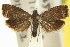  ( - 11ANIC-12956)  @11 [ ] CreativeCommons - Attribution (2011) ANIC/CBG Photography Group Centre for Biodiversity Genomics