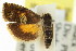  ( - 11ANIC-12958)  @12 [ ] CreativeCommons - Attribution (2011) ANIC/CBG Photography Group Centre for Biodiversity Genomics