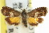  ( - 11ANIC-12960)  @11 [ ] CreativeCommons - Attribution (2011) ANIC/CBG Photography Group Centre for Biodiversity Genomics