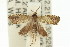  ( - 11ANIC-12965)  @14 [ ] CreativeCommons - Attribution (2011) ANIC/CBG Photography Group Centre for Biodiversity Genomics