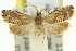 ( - 11ANIC-12966)  @14 [ ] CreativeCommons - Attribution (2011) ANIC/CBG Photography Group Centre for Biodiversity Genomics