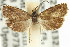 ( - 11ANIC-12967)  @11 [ ] CreativeCommons - Attribution (2011) ANIC/CBG Photography Group Centre for Biodiversity Genomics