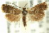  (Grapholita tornosticha - 11ANIC-12969)  @11 [ ] CreativeCommons - Attribution (2011) ANIC/CBG Photography Group Centre for Biodiversity Genomics