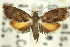  ( - 11ANIC-12972)  @11 [ ] CreativeCommons - Attribution (2011) ANIC/CBG Photography Group Centre for Biodiversity Genomics
