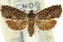  ( - 11ANIC-12979)  @13 [ ] CreativeCommons - Attribution (2011) ANIC/CBG Photography Group Centre for Biodiversity Genomics