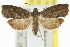  ( - 11ANIC-12980)  @13 [ ] CreativeCommons - Attribution (2011) ANIC/CBG Photography Group Centre for Biodiversity Genomics