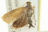  ( - 11ANIC-12983)  @12 [ ] CreativeCommons - Attribution (2011) ANIC/CBG Photography Group Centre for Biodiversity Genomics